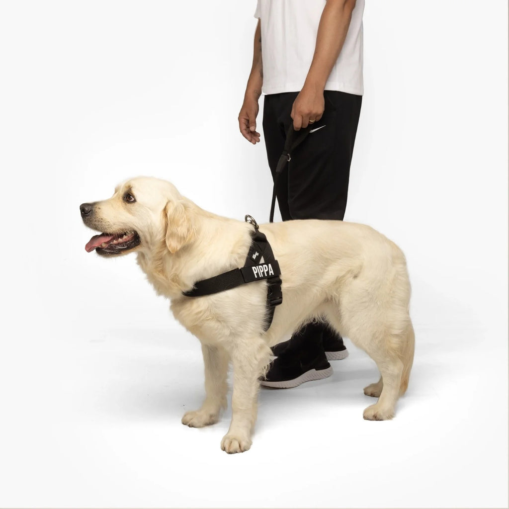 THE FRIENDLY DOGS™ Custom Name Leash & Harness - Heavy Duty