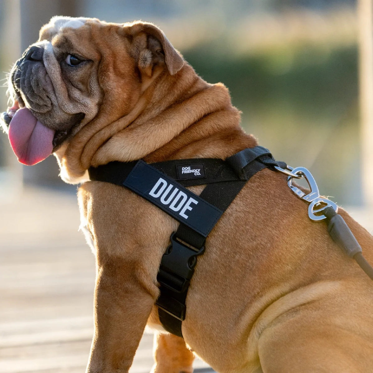 THE FRIENDLY DOGS™ Custom Name Leash & Harness - Heavy Duty